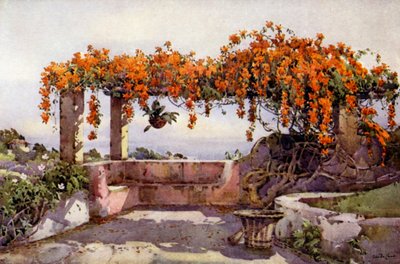 Bignonia Venusta by Ella Du Cane