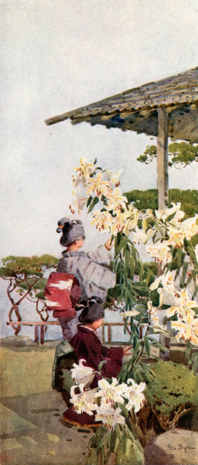 Lilium Auratum by Ella Du Cane