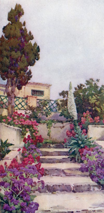 Statices and Pride of Teneriffe by Ella Du Cane