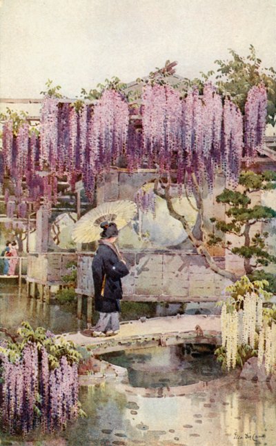 Wisteria, Kabata by Ella Du Cane