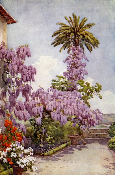 Wistaria, Quinta Da Levada by Ella Du Cane
