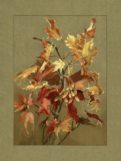 Autumn Leaves, Maple by Ellen Thayer Fisher