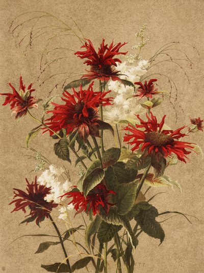 Balm and Spiraea by Ellen Thayer Fisher