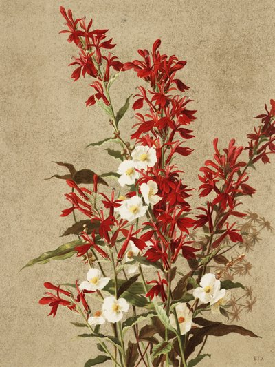 Cardinal Flowers by Ellen Thayer Fisher