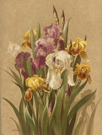 Fleur De Lis, No. 3 by Ellen Thayer Fisher