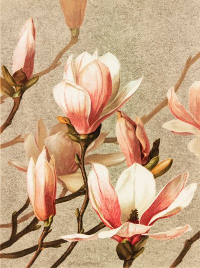 Magnolia by Ellen Thayer Fisher