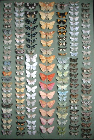 One Hundred and Fifty-eight Butterflies by Ellis Rowan