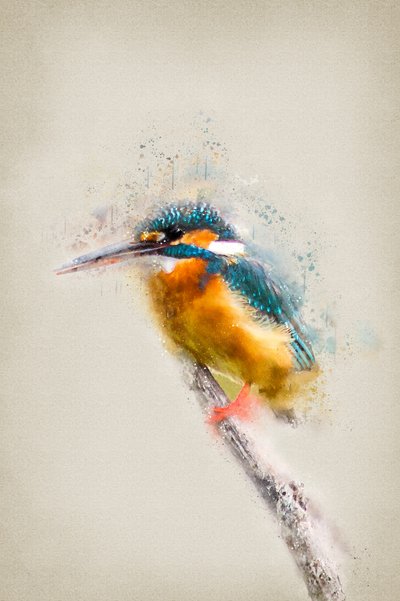 Vibrant Kingfisher Perched by Ema Paraschiv
