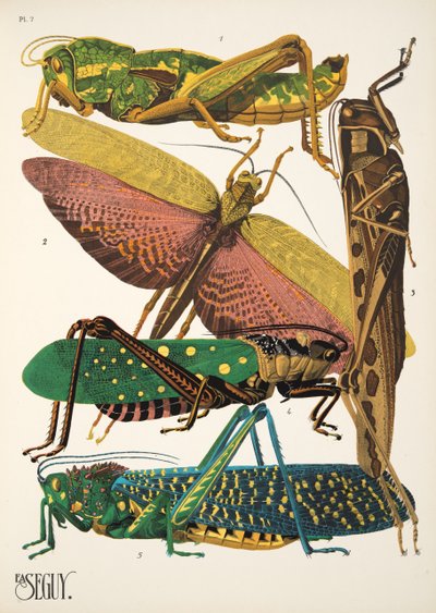 Plate 7 from Insects, pub. 1930