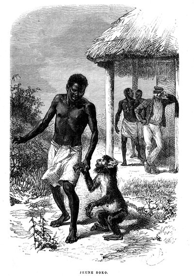 Young Soko monkey in Africa. Engraving by Emile Bayard (1837-1891) illustrating the last stories of explorer David Livingstone by Emile Antoine Bayard
