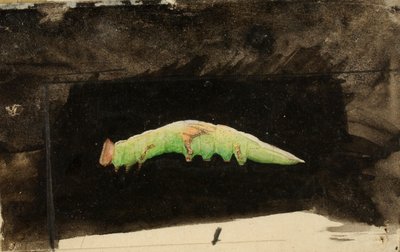 Larger Spotted Beach Leaf Edge Caterpillar, study for book Concealing Coloration in the Animal Kingdom by Emma Beach Thayer