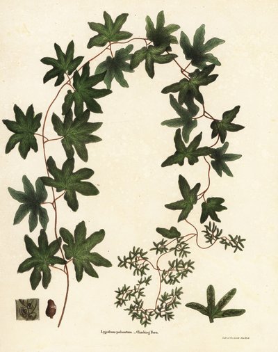 American climbing fern or Hartford fern by Endicott Endicott