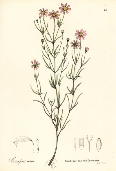 Small rose-coloured coreopsis by Endicott Endicott