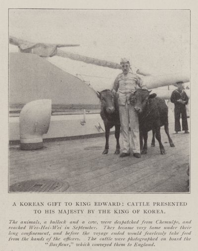 A Korean Gift to King Edward, Cattle Presented to His Majesty by the King of Korea by English Photographer