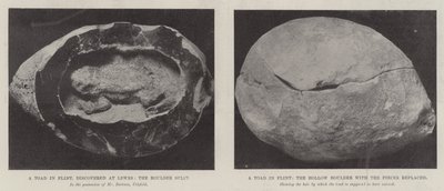 A Toad in Flint by English Photographer