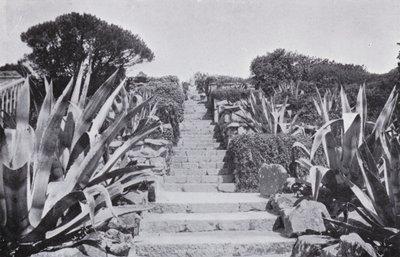 A Bit in the Gardens at Tresco by English Photographer