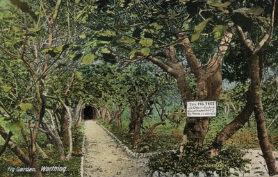 Ancient fig gardens at Tarring, Worthing, Sussex, claiming to have the oldest fig tree in England, planted by Thomas Becket by English Photographer