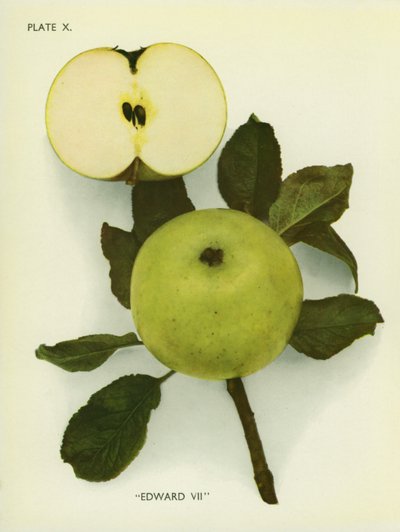 Apples of England: Edward VII by English Photographer