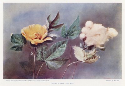 Cotton Flower and Boll by English Photographer