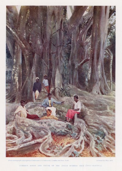 Curious Roots and Trunk of the Assam Rubber Tree, Ficus Elastica by English Photographer
