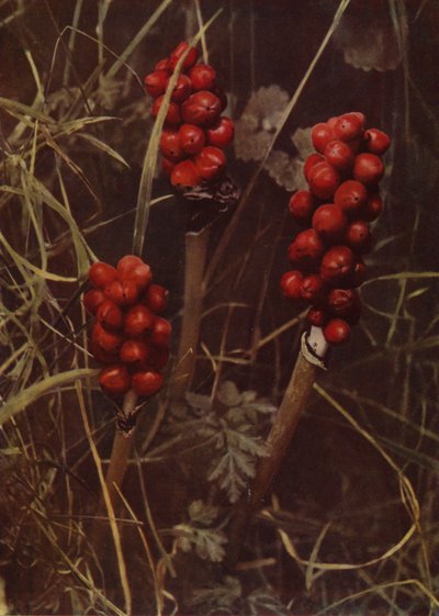 Fruit of Cuckoo-Pint by English Photographer