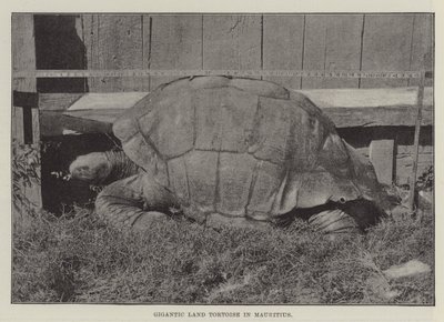 Gigantic Land Tortoise in Mauritius by English Photographer