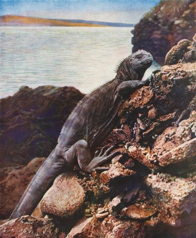 Great Marine Iguana on One of the Galapagos Islands by English Photographer