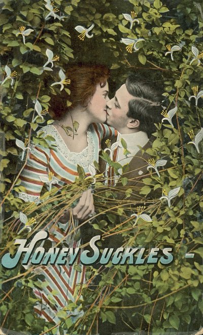 Honey Suckles by English Photographer