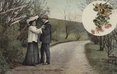 Honeysuckle - Generous and Devoted Affection by English Photographer