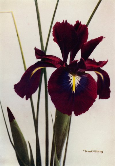 I Xiphioides or Anglica, A Typical Garden Form by English Photographer