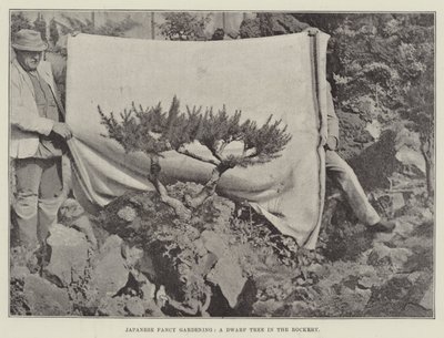 Japanese Fancy Gardening, A Dwarf Tree in the Rockery by English Photographer