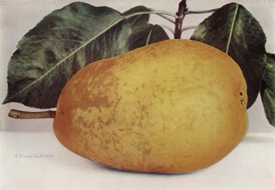 Pear, Pitmaston Duchess by English Photographer