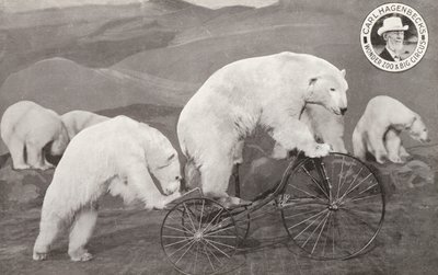 Polar bear riding a tricycle, Carl Hagenbeck