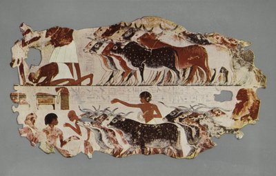 Scene representing the driving of a large herd of cattle, for stocktaking purposes, on an Egyptian farm by English Photographer