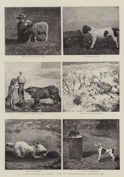 Some Studies of Animal Life by Instantaneous Photography by English Photographer