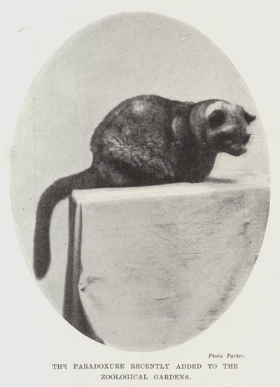 The Paradoxure recently added to the Zoological Gardens by English Photographer
