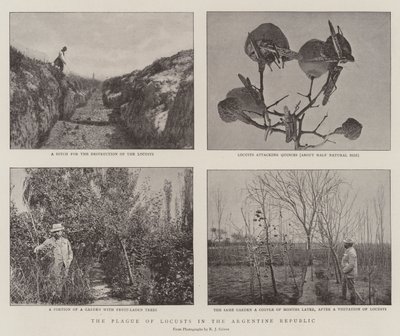 The Plague of Locusts in the Argentine Republic by English Photographer