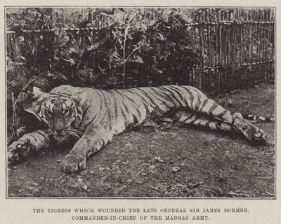 The Tigress which wounded the late General Sir James Dormer, Commander-in-Chief of the Madras Army by English Photographer