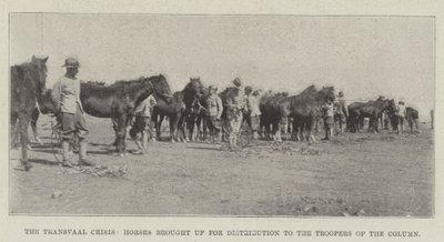 The Transvaal Crisis, Horses brought up for Distribution to the Troopers of the Column by English Photographer
