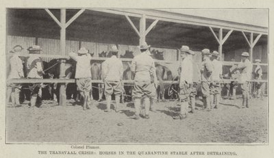 The Transvaal Crisis, Horses in the Quarantine Stable after Detraining by English Photographer