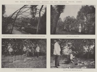 The Wild Fowl Season, Scenes on the Grange Decoy, Essex by English Photographer