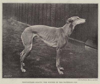 Thoughtless Beauty, the Winner of the Waterloo Cup by English Photographer