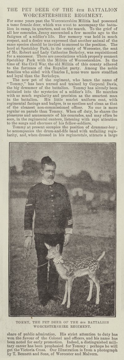 Tommy, the Pet Deer of the 4th Battalion Worcestershire Regiment by English Photographer