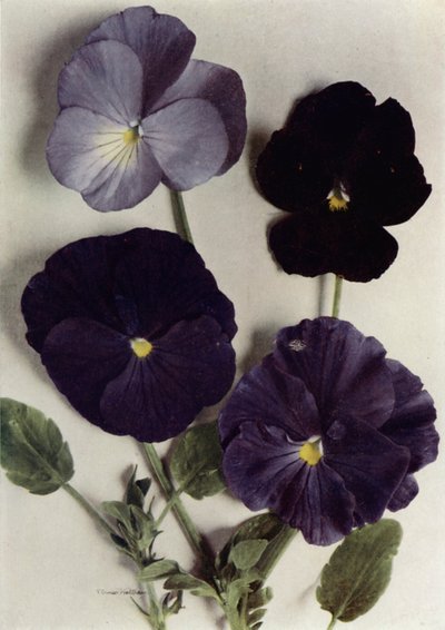 Violas, Maggie Mott, Admiral of the Blues, Archibald Grant, and Jenny M