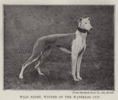 Wild Night, Winner of the Waterloo Cup by English Photographer