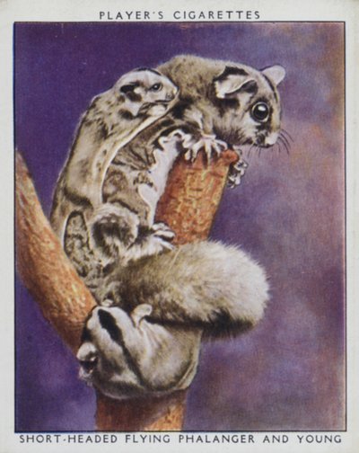 Zoo Babies: Short-Headed Flying Phalanger and Young by English Photographer