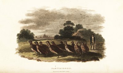 18th century English man driving a covey of tame partridges from Sussex to London on a bet by English School