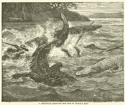 A Crocodile carrying off one of Baker