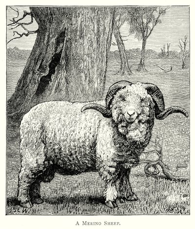 A Marino Sheep by English School