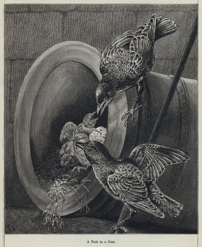 A Nest in a Gun by English School